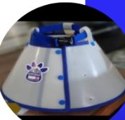 Collar isabelino todas las tallas